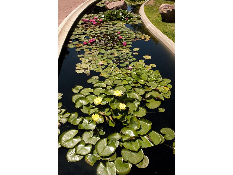 Pond at the University of Denver